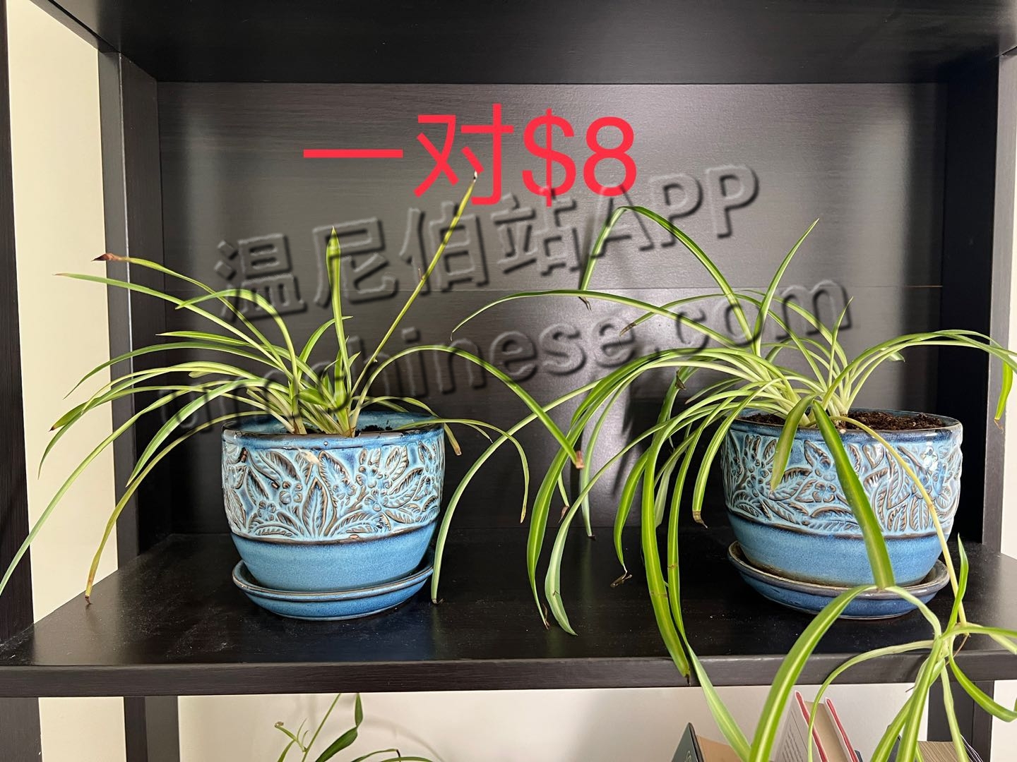 1684694852-compressed-IMG_0021.JPG